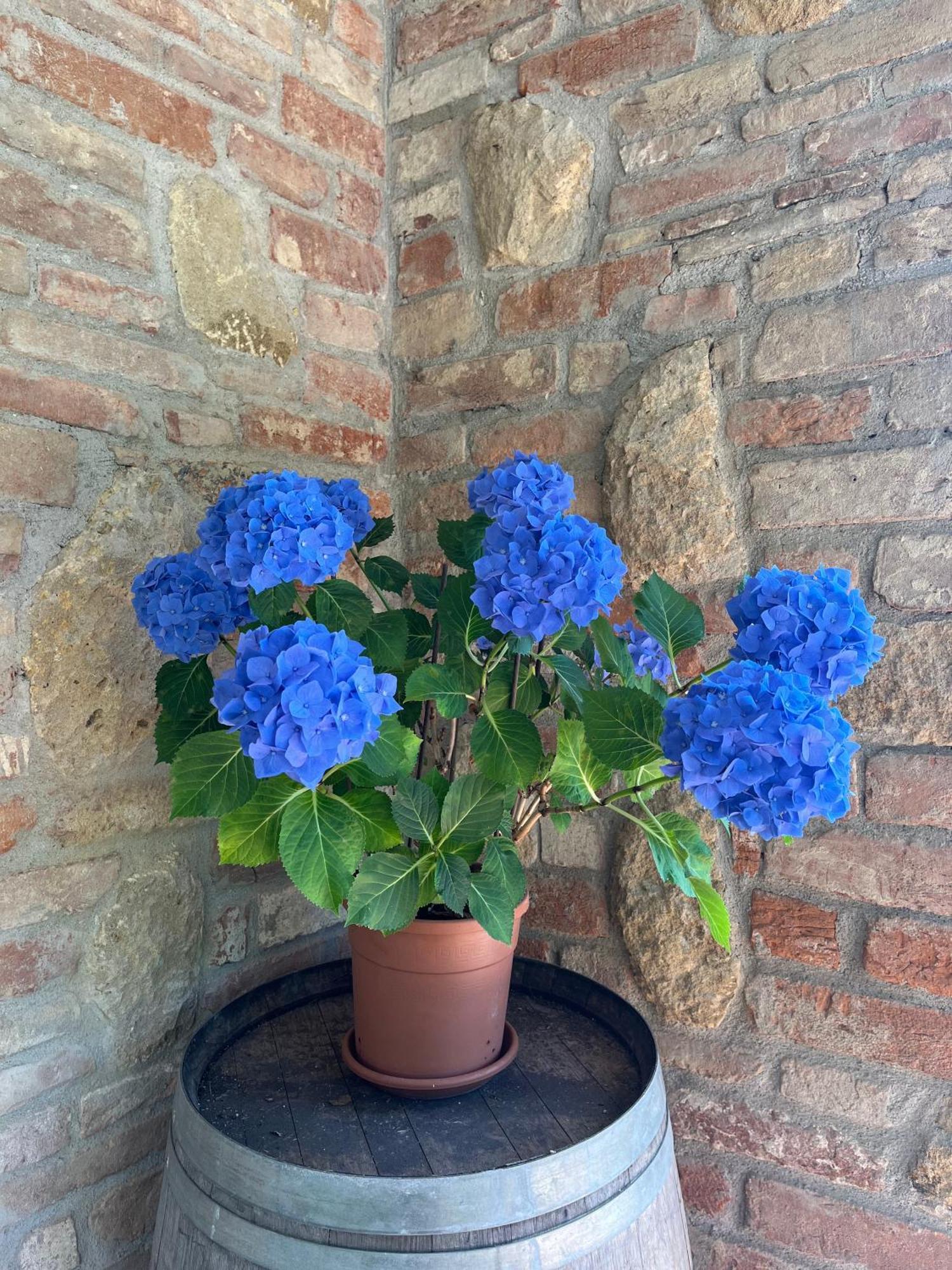 Agriturismo Il Gonzeto, Montepulciano Bagian luar foto